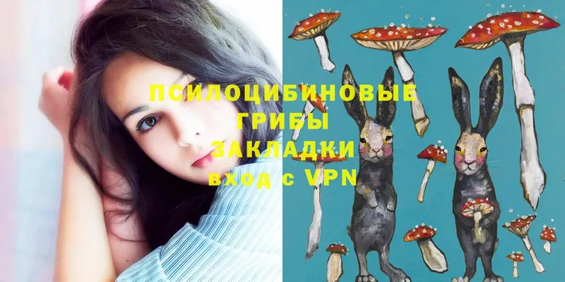 Галлюциногенные грибы Psilocybe  Ногинск 